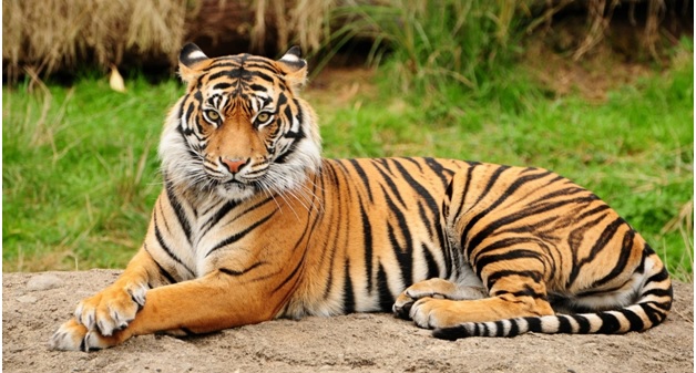 Royal Bengal tiger